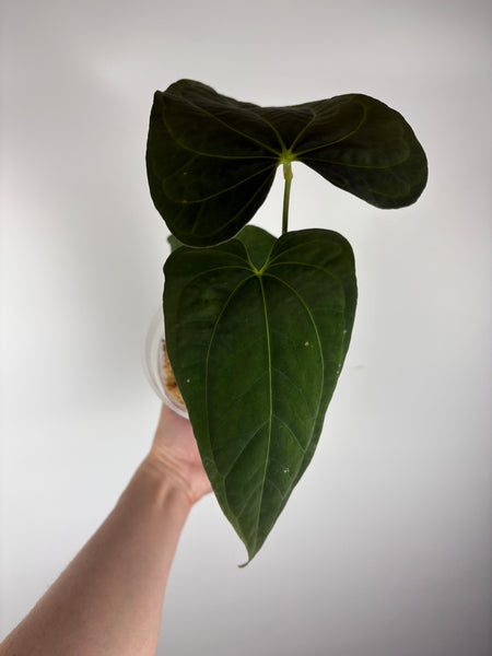 Anthurium papillilaminum (mint) x papillilaminum