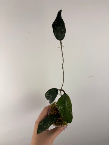 Hoya sp aceh gayo lues