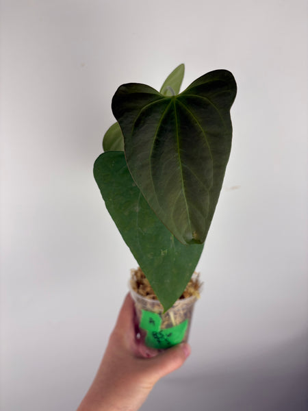 Anthurium black sweet x Fort Sherman A1