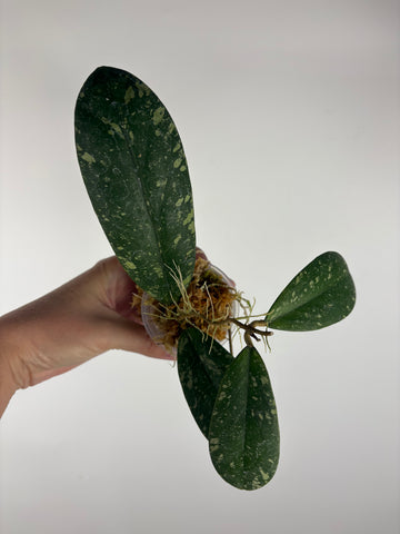 Hoya vitellinoides sp bengkulu 1