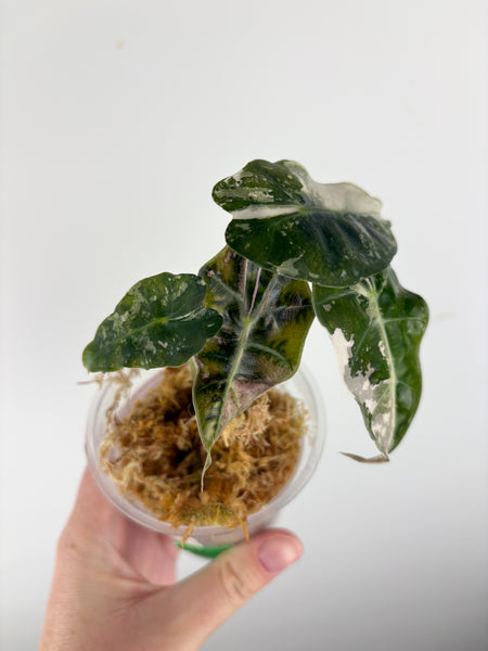 Alocasia Amazonica polly pink A