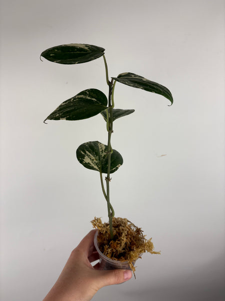 Piper sp gunung salak white variegated