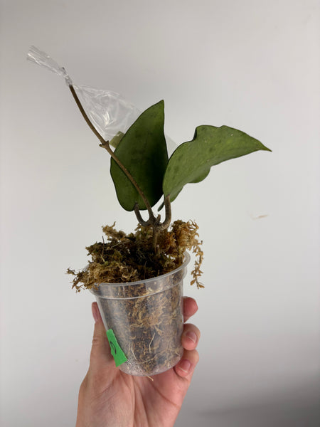 hoya glabra sf004 D