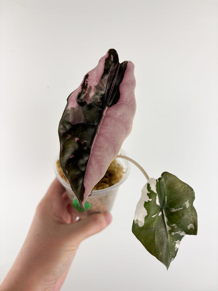 Alocasia chantrieri pink variegated A