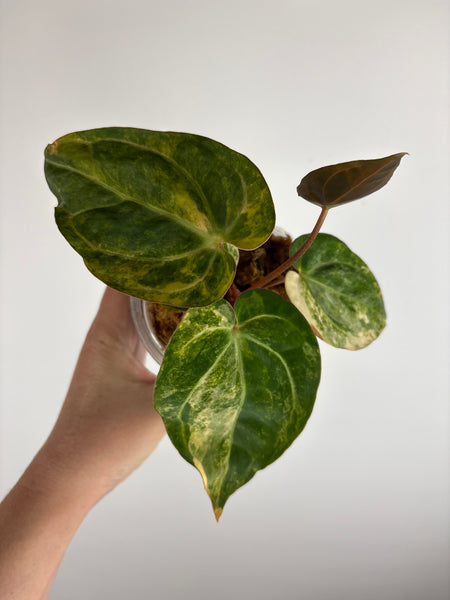 Anthurium papillilaminum variegated x Carlablackiae (Thailand) D