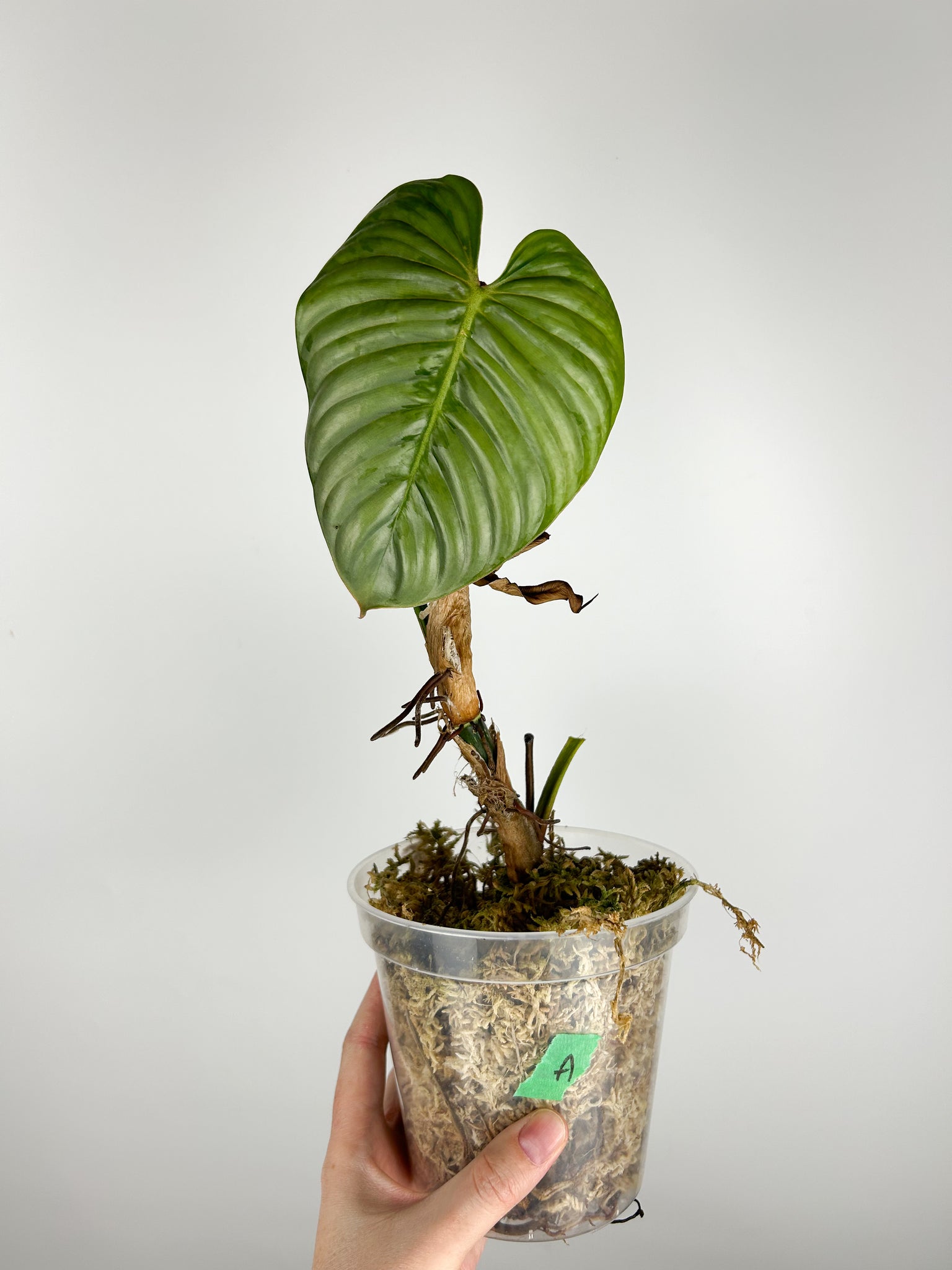 Philodendron sodiroi A AS IS