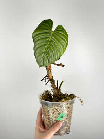 Philodendron sodiroi A AS IS