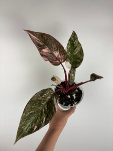 Philodendron pink princess marble galaxy 4