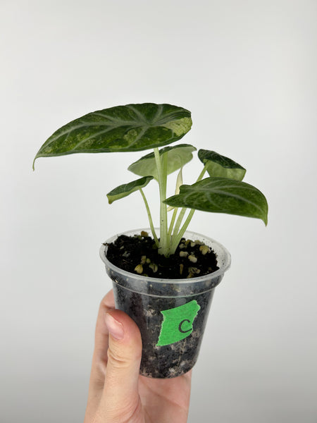 Alocasia ninja tricolor 3 inch pot C