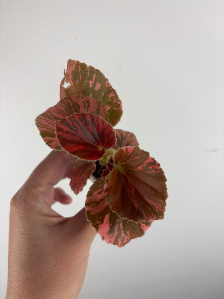 begonia semperflorens red variegated 1 inch