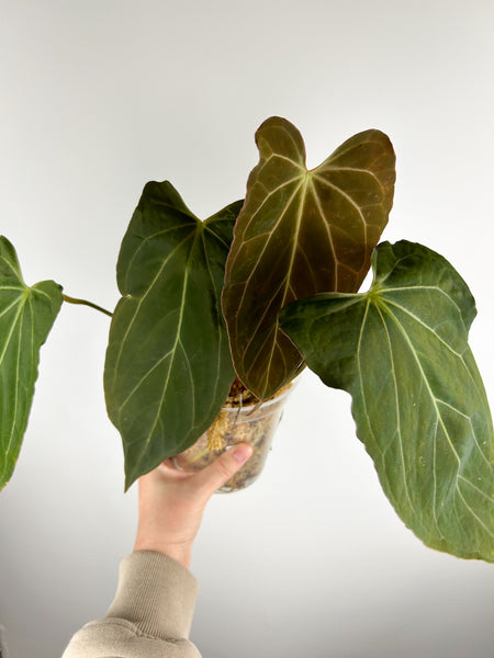 Anthurium King of Spades x papillilaminum B