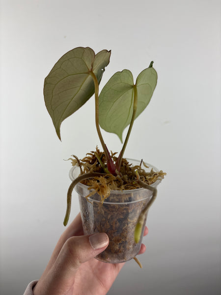 Anthurium legend x fort sherman 5