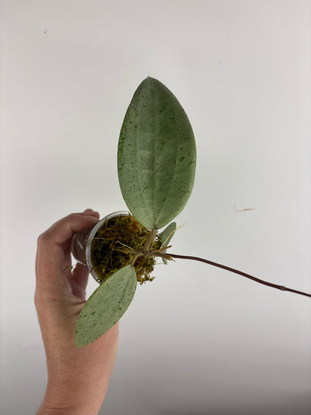 Hoya Glabra silver B