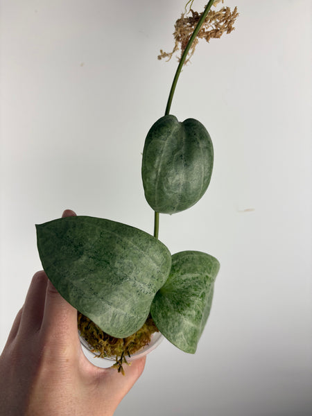 Hoya latifolia silver (Thailand)