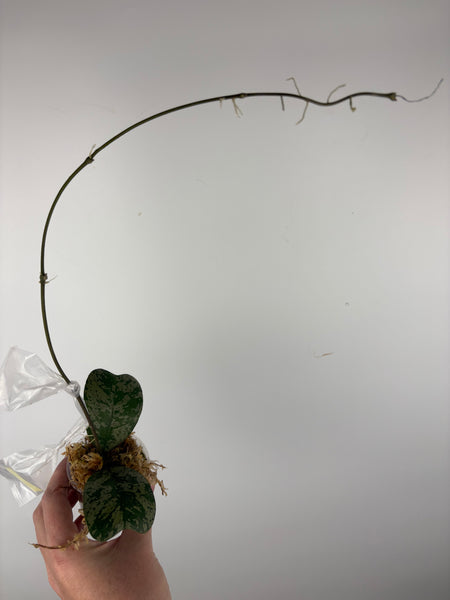 hoya deykeae morning dew A