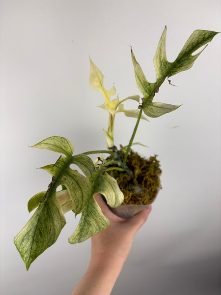 rhaphidophora tetrasperma white monster - multiple growth points