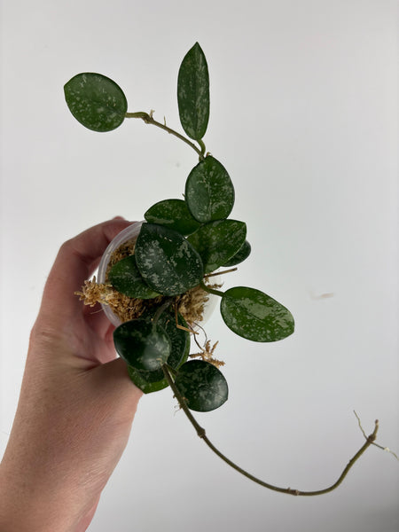 Hoya Mathilde splash B2