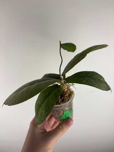 Hoya Mitrata Silver C