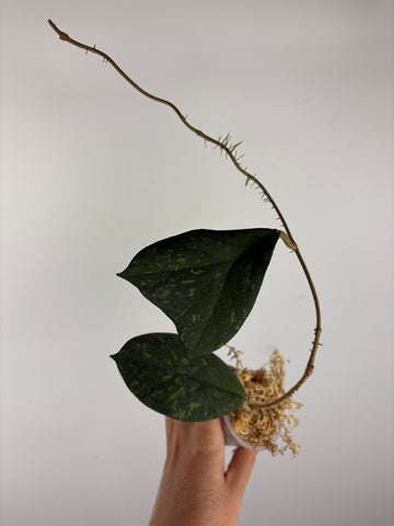 Hoya Meredithii bengkulu splash 4