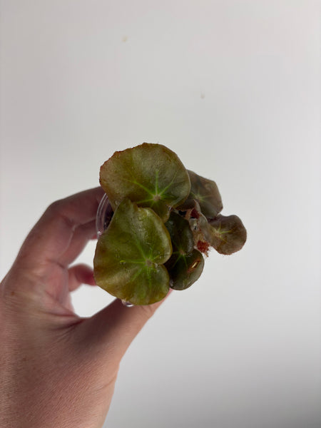 Begonia beefsteak pink reverted
