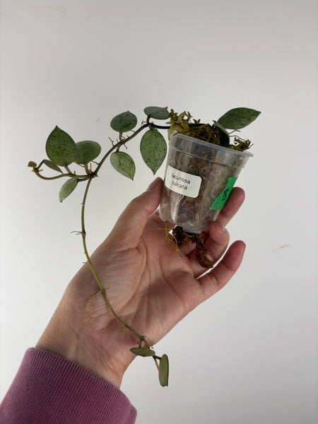 Hoya lacunosa sulcata 8A