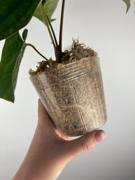 Anthurium magnificum x red dark phoenix