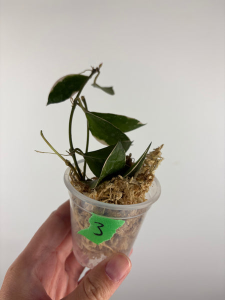 Hoya lacunosa 'Asami' (Wonosobo) 3