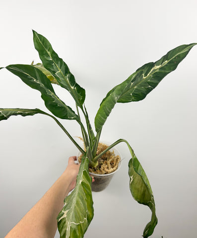 Spathiphyllum variegated D