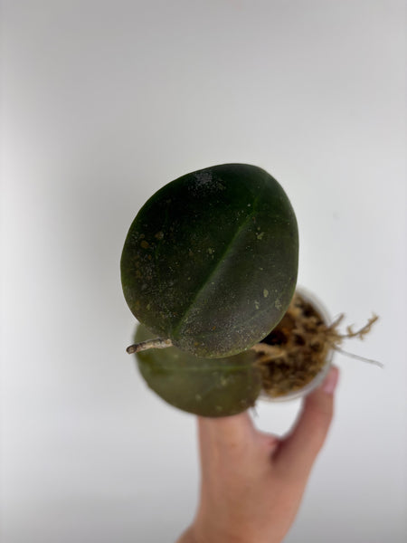 hoya Benchaii round leaf A