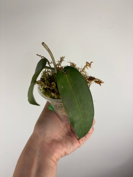 hoya stenakei dark C