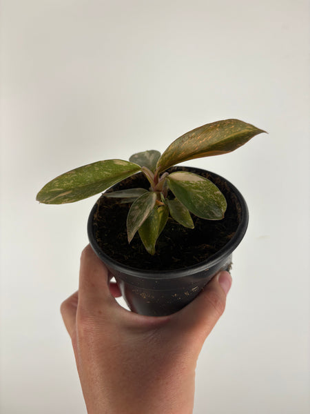 Philodendron Orange Princess 4 inch