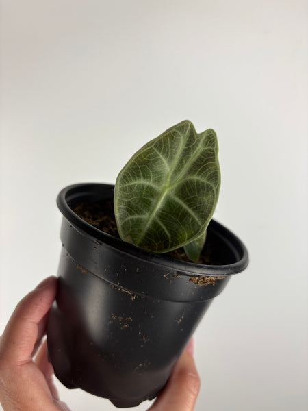 Alocasia Watsoniana low variegated aurea D