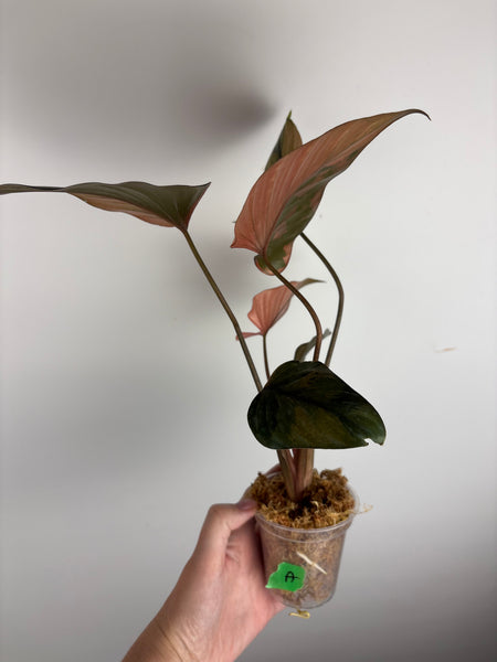 Homalomena pink diamond (Thailand) A