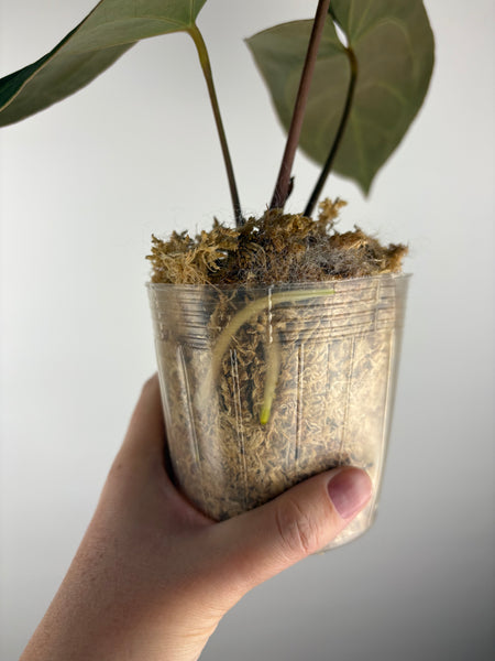 Anthurium magnificum x besseae aff