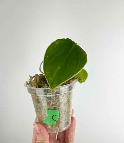 Philodendron rugosum C