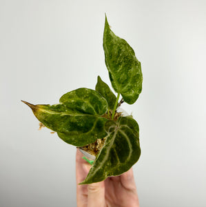 Anthurium Forgetti x  crystallinum mutation variegated D