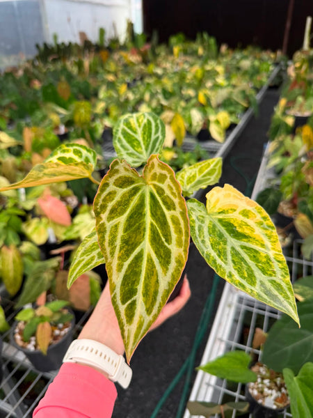 Anthurium papi var x Michelle var (Thailand) unacclimated