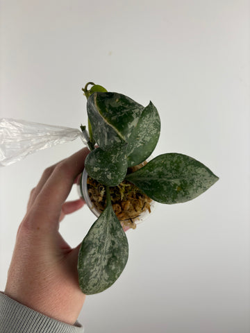 hoya lacunosa sweet love B