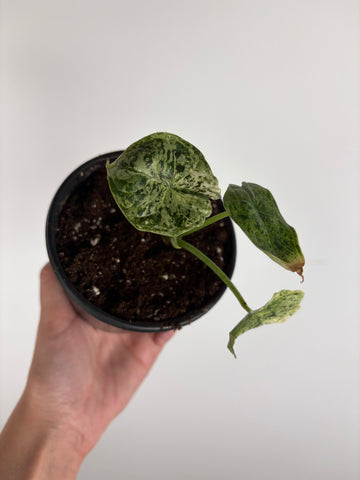 Alocasia dragon scale mint 4 inch D