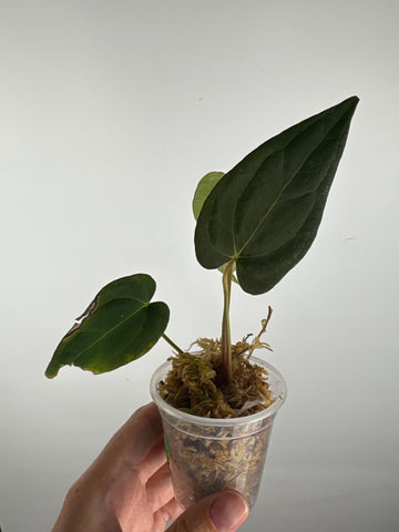Anthurium blue papi x dark pheonix 6