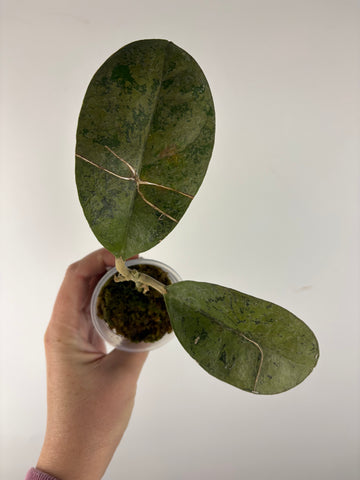 Hoya sp kapuas hulu silver 3