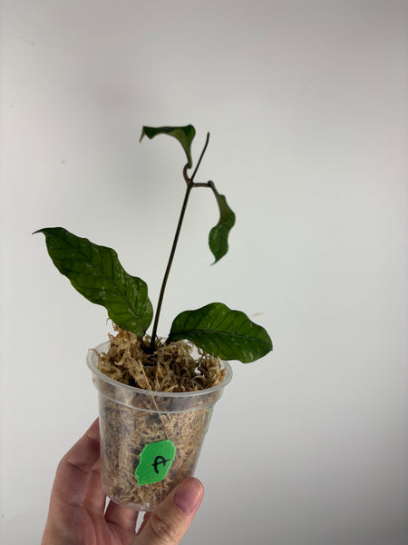 Hoya sp. Aceh 'Bur Perlak' A