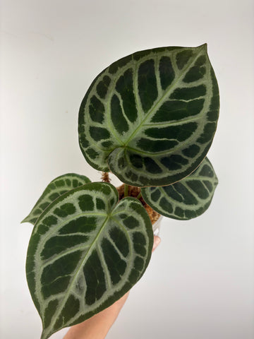 Anthurium red tiger 4