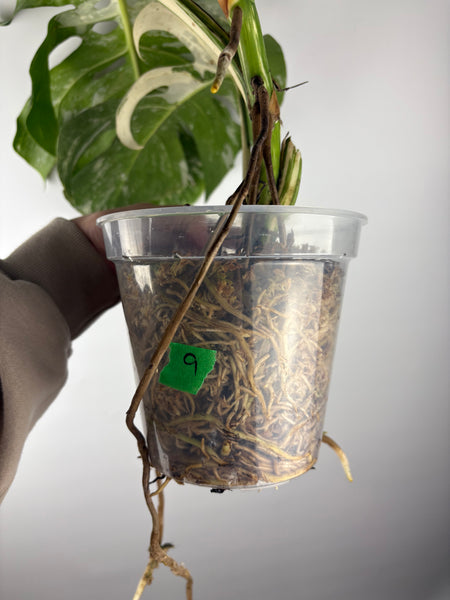 Monstera albo 9