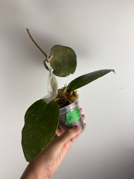 Hoya Bird of paradise A