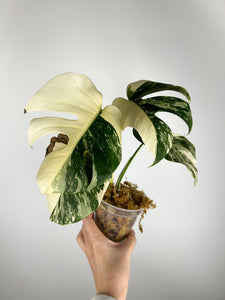 Monstera albo H