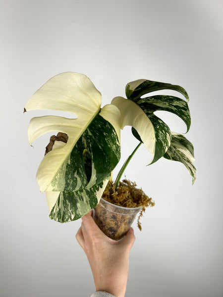 Monstera albo H