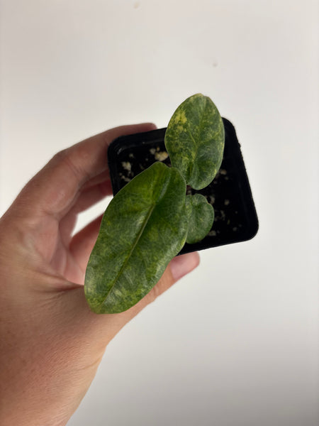 Alocasia Metallic blue aurea