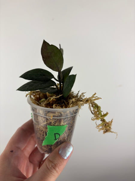 hoya lacunosa black coin D