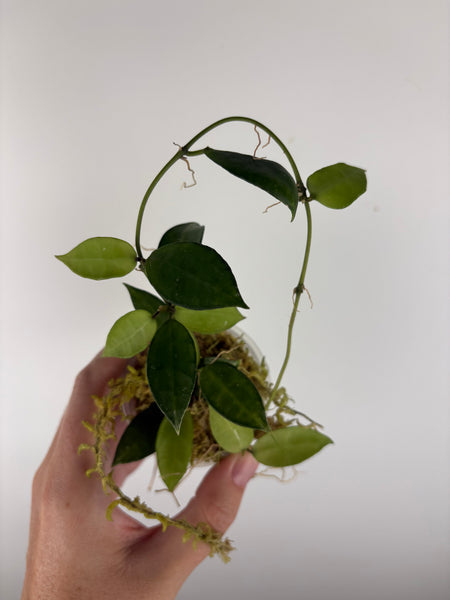 Hoya Lacunosa peridot low var